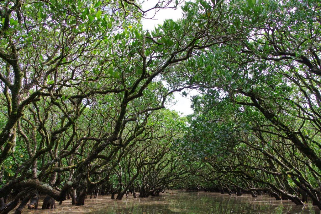 Mangrove forest on Amami Island