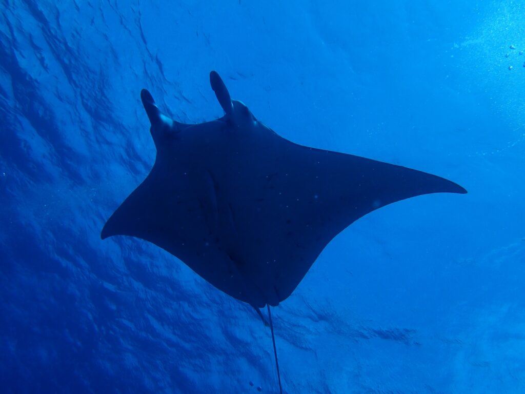 Manta ray diving Miyako Island