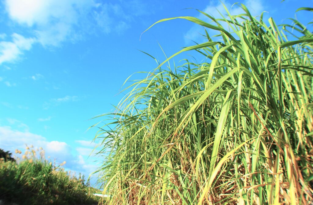 sugarcane in okinawa