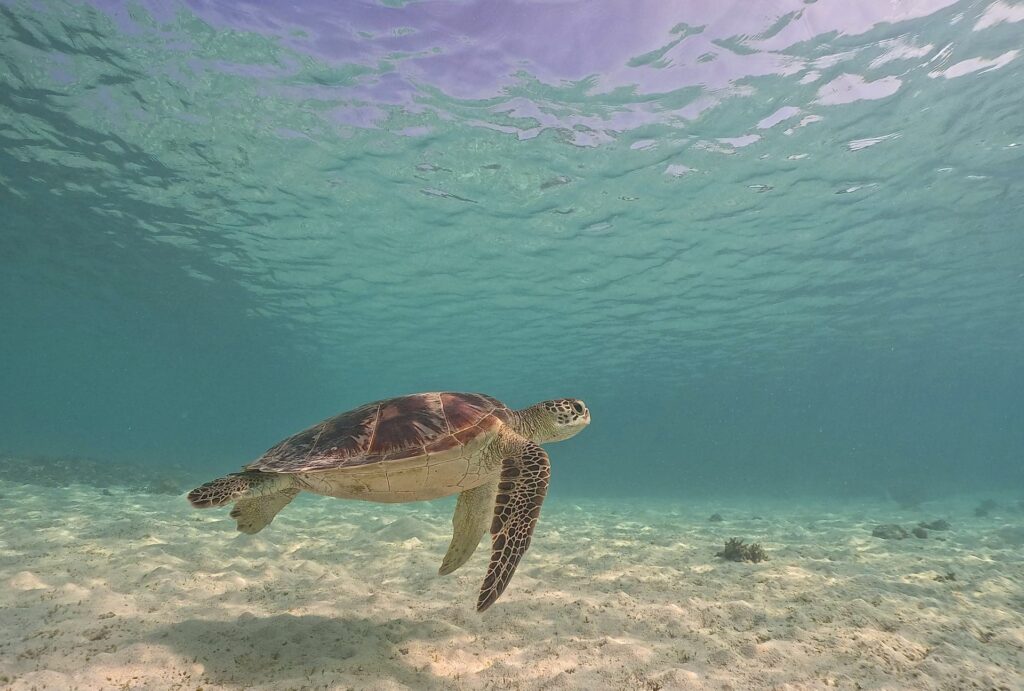 Sea turtles seen while snorkeling