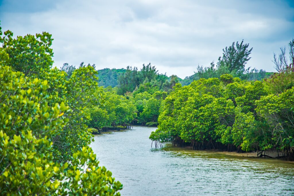 Mangroves by Kayak miyako island
