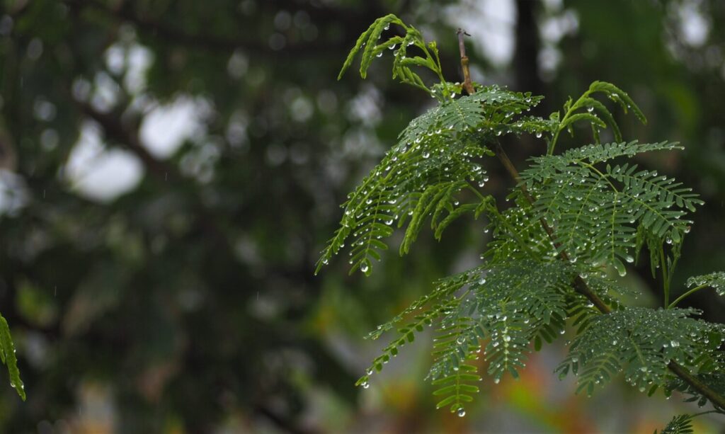 雨の奄美大島のイメージ