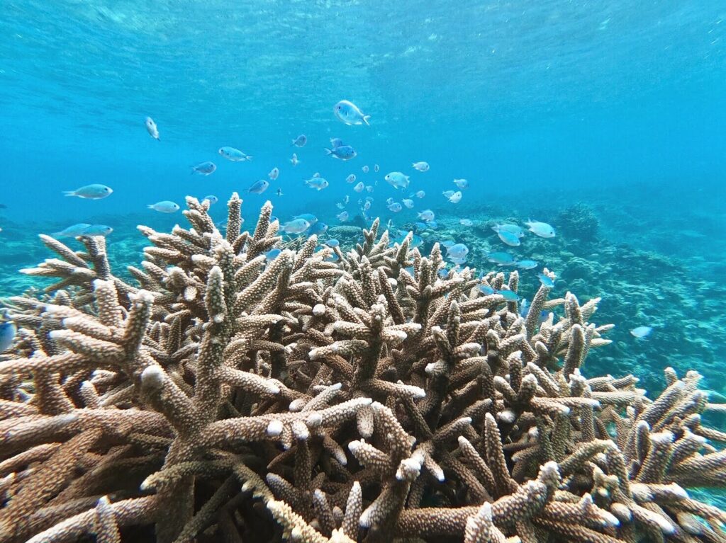 奄美大島　シュノーケリング　サンゴ礁