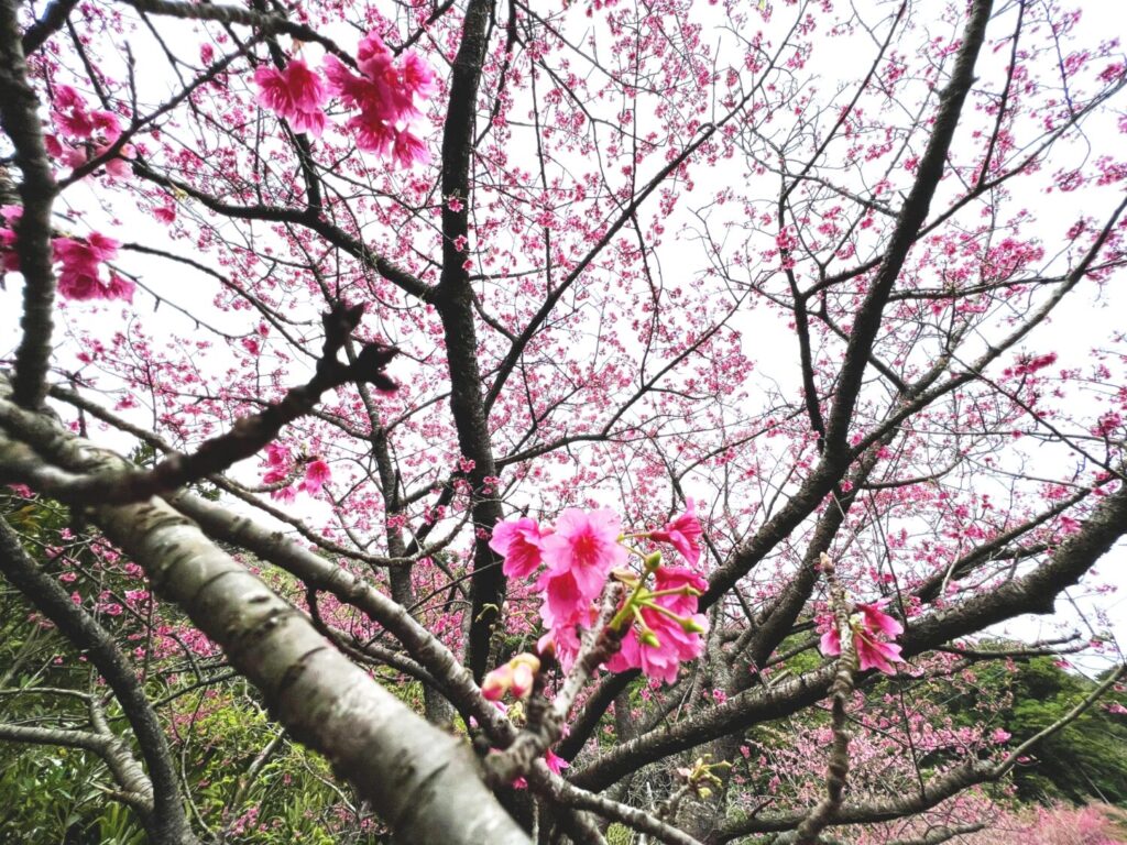 奄美大島　崎原集落の千本桜